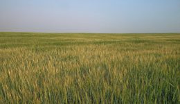 barley field_3