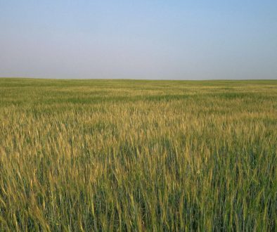 barley field_3