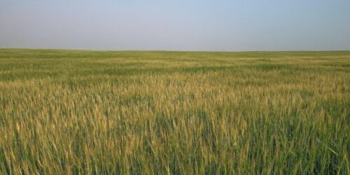 barley field_3