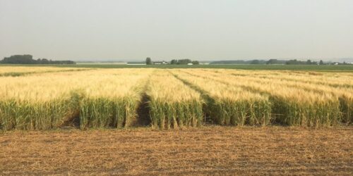 barley resaerch 5