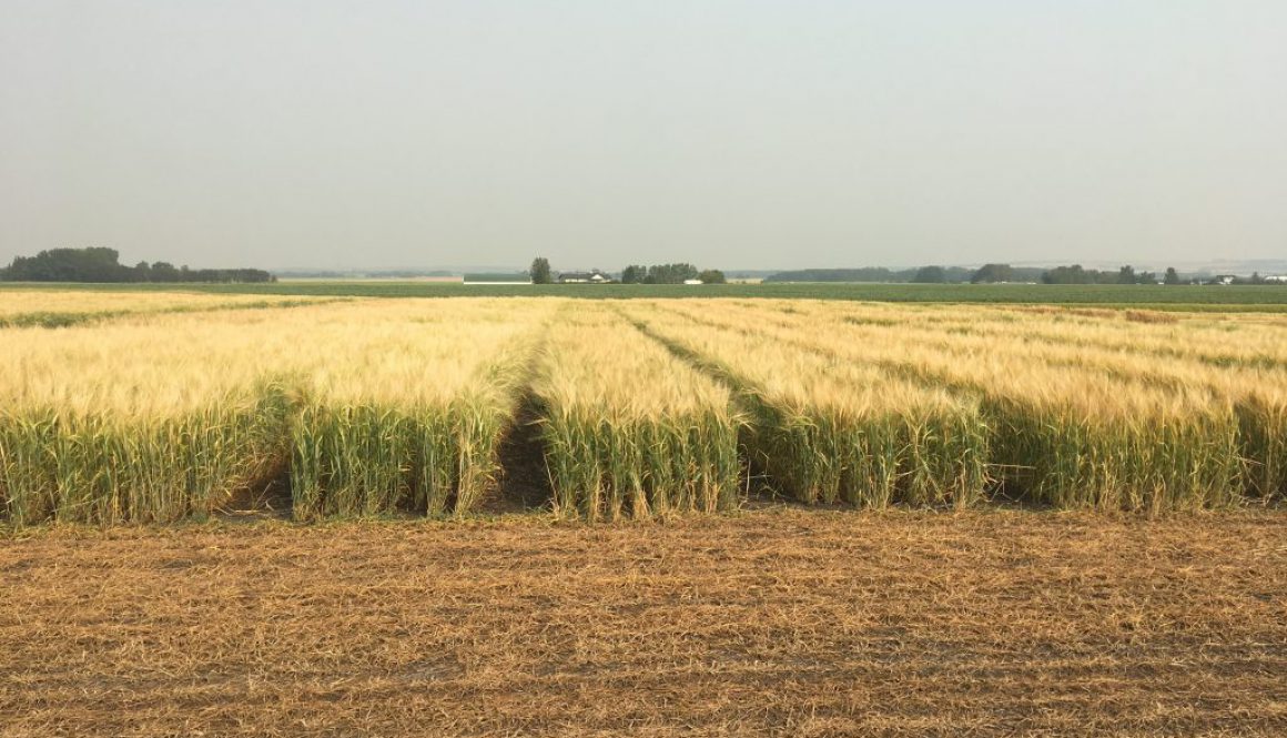 barley resaerch 5