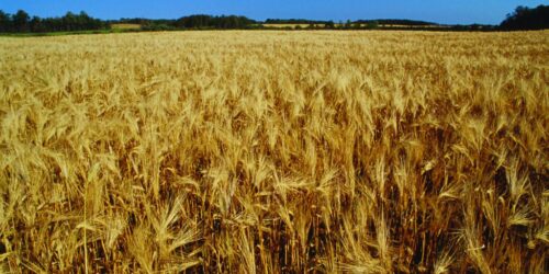 Barley37-field
