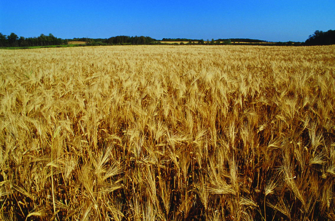 Barley37-field