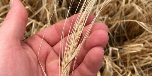 barley-head-varietal-purity