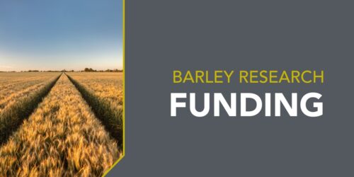 Cover Image for Barley Announcements on Website - 1