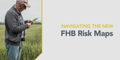Navigating the new FHB Risk Maps