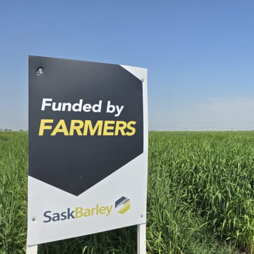 barley plots funded by Sask barley farmers