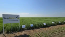 SaskBarley funded research at Agri-ARM sites